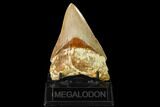 Serrated, Fossil Megalodon Tooth - Indonesia #148151-1